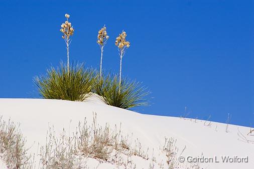 White Sands_32009.jpg - Soaptree Yuccas photographed at the White Sands National Monument near Alamogordo, New Mexico, USA.